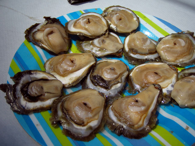 Oysters